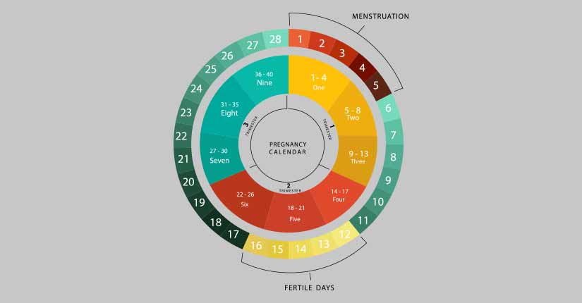 What is Seed Cycling and its Effect on Menstruation