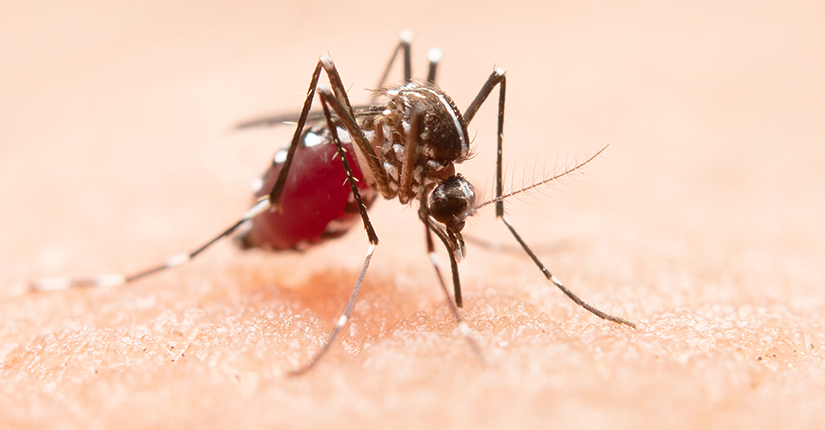 5 Dietary Tips for Management of Dengue Fever