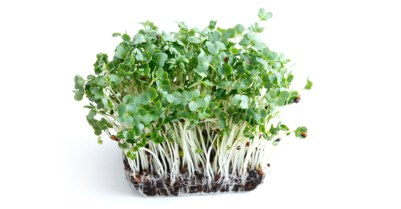 Food Trend Alert: Water Cress Seeds – Worth It or Not?