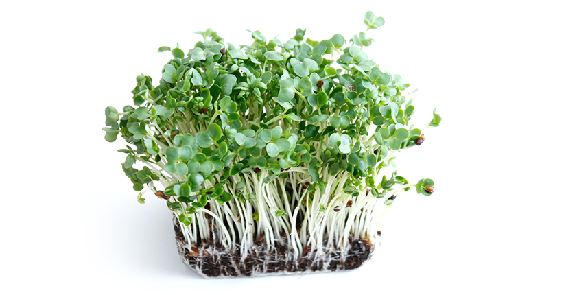 Cress Seeds - Watercress