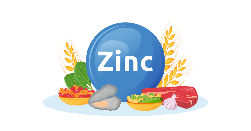Top 6 Best Food Sources of Zinc