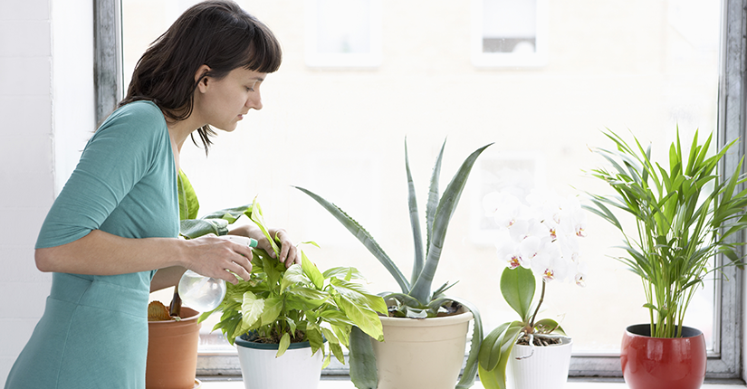 Your Guide to Indoor Plants that Can Purify Air Naturally