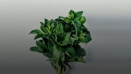 Health benefits of Mint leaves in Diet