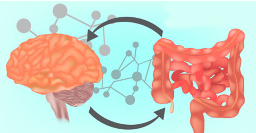 Gut Health and Brain Health