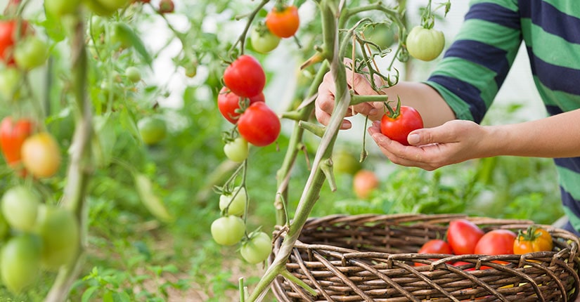 How to Grow your own Kitchen Garden