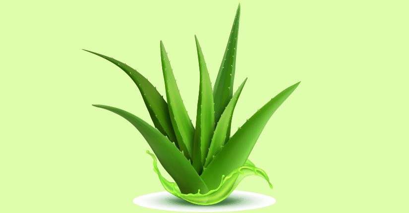 Ministry Of Ayush Tweeted About The Benefits And Healthy Hacks Of Aloe Vera