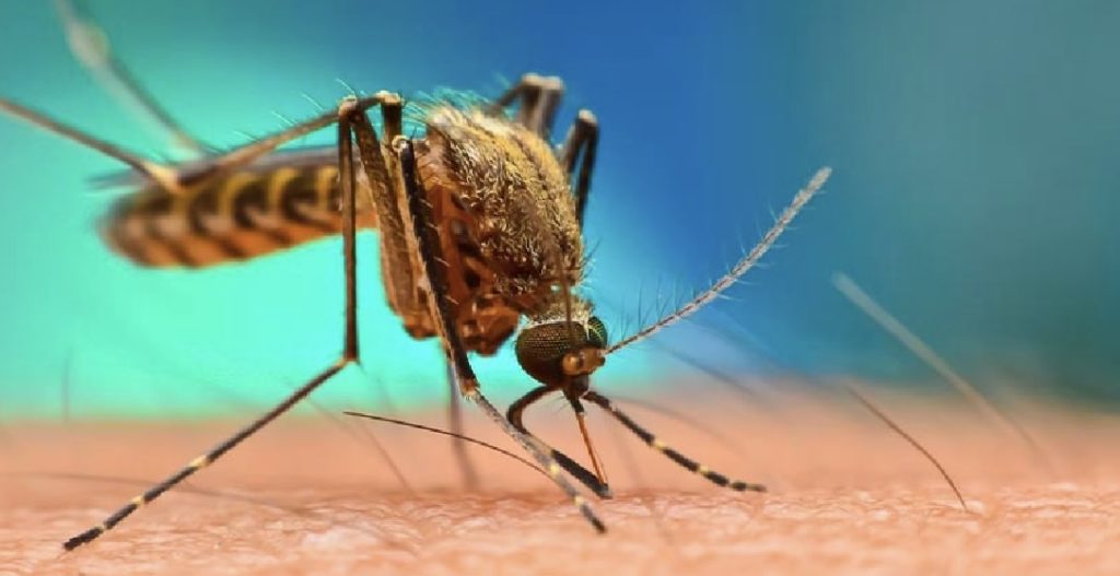 What diet to have when you have Malaria